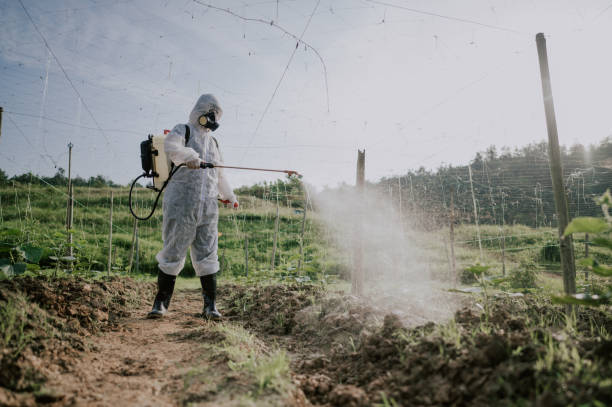 Best Local Pest Control Services  in Cornersville, TN