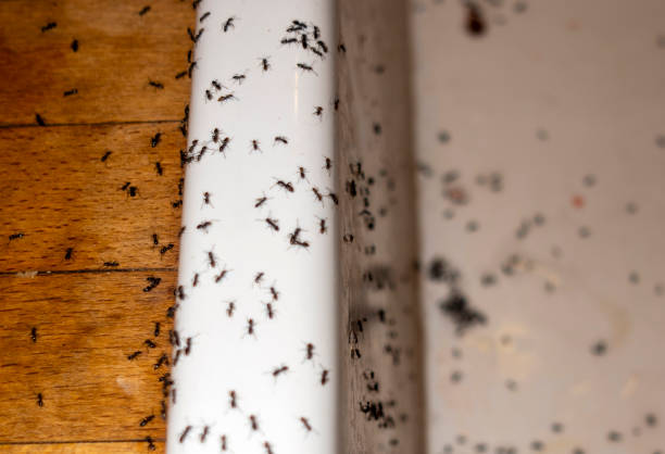 Best Mosquito Control Services  in Cornersville, TN